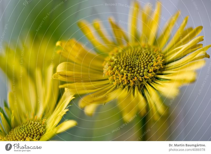 Doronicum caucasicum (Syn. Doronicum orientale), die Frühlingsmargerite oder Gämswurz Gemswurz Asteraceae Korbblütler Blume Blütenstand Staude gelb winterhart