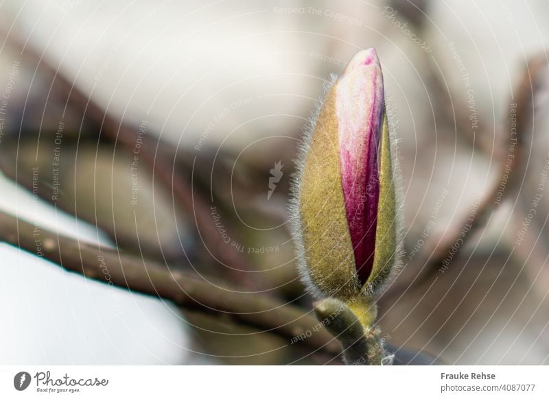 Nahaufnahme einer leicht geöffneten dunkelrosa Magnolienknospe Magnolienblüte Knospe aufgehend aufblühen öffnen Blüte Frühling Magnoliengewächse Magnolienbaum