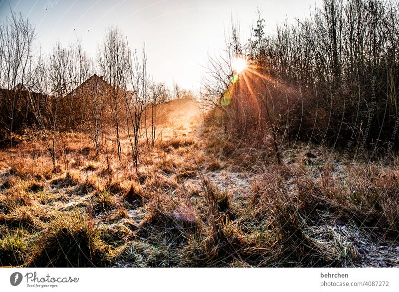 montagmorgen Gras Herbstlandschaft Blätter Herbstwetter Sonnenlicht fantastisch schön Farbfoto Außenaufnahme Licht Kontrast Sträucher Schönes Wetter herbstlich