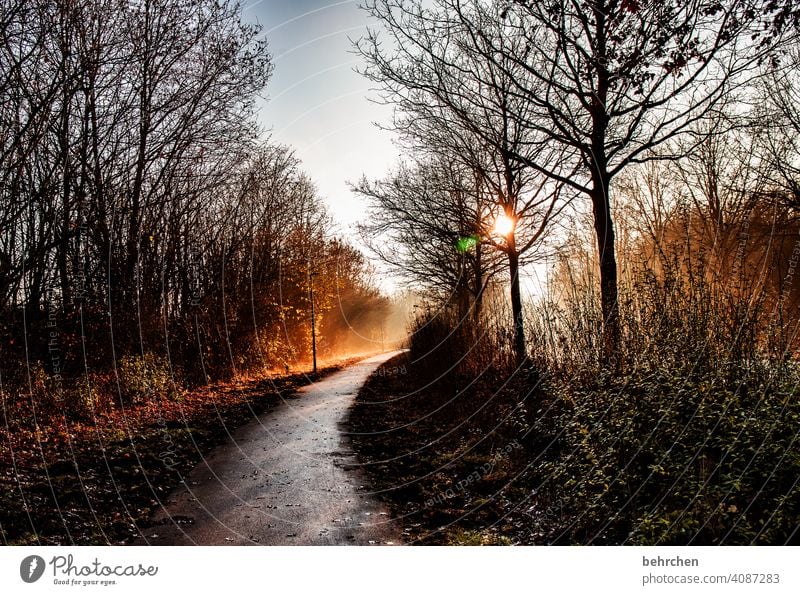 ein weg ins licht Hoffnung Gegenlicht Sonnenaufgang Landschaft Himmel Blauer Himmel Idylle Sonnenstrahlen Herbstwald herbstspaziergang Herbstfärbung herbstlich