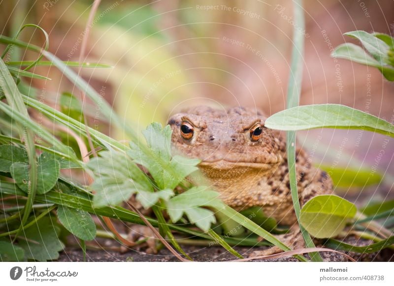 Kröte im Gras Umwelt Natur Tier Wildtier Tiergesicht beobachten Unke verstecken Tarnung Auge Haut sitzen warten Verhext Traumprinz Märchen Froschkönig Garten