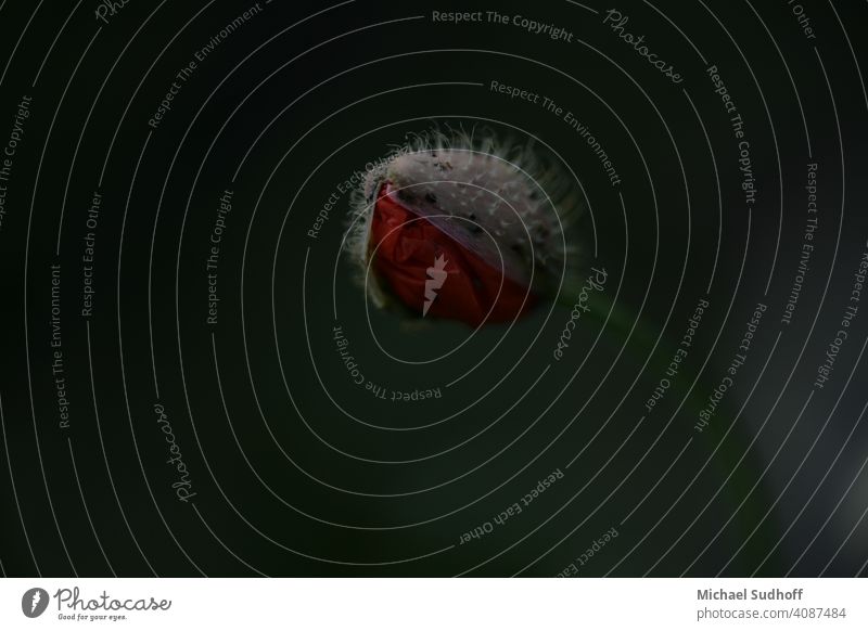 Eine sich öffnende Mohnblüte in der früh bei bedecktem Himmel. Blume tiefgründig Planze Natur Makroaufnahme verträumt früher morgen bedeckter Himmel Nahaufnahme