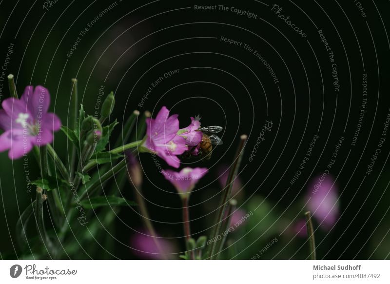 Eine Nektar sammelnde Honigbiene in einem schmalblättrigen Waldweidenröschen (Nachtkerzengewächs). Carnica Bokeh verträumt Natur Vegetation Unschärfe