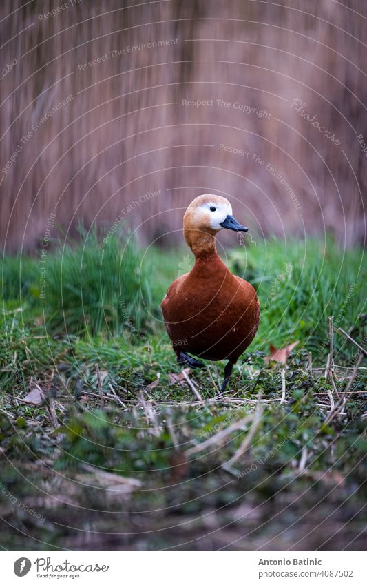 Vertikale Aufnahme einer einzelnen braunen Gans mit weißem Kopf, die durch ein Grasfeld in einem Park im Zentrum der Stadt London läuft. Ente Hausgans allein