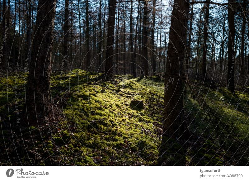 Licht im Wald Moos Außenaufnahme Farbfoto Umwelt Baum grün Tag Menschenleer Waldboden Sonnenlicht Landschaft Wachstum Winter Herbst natürlich ruhig schön Bäume