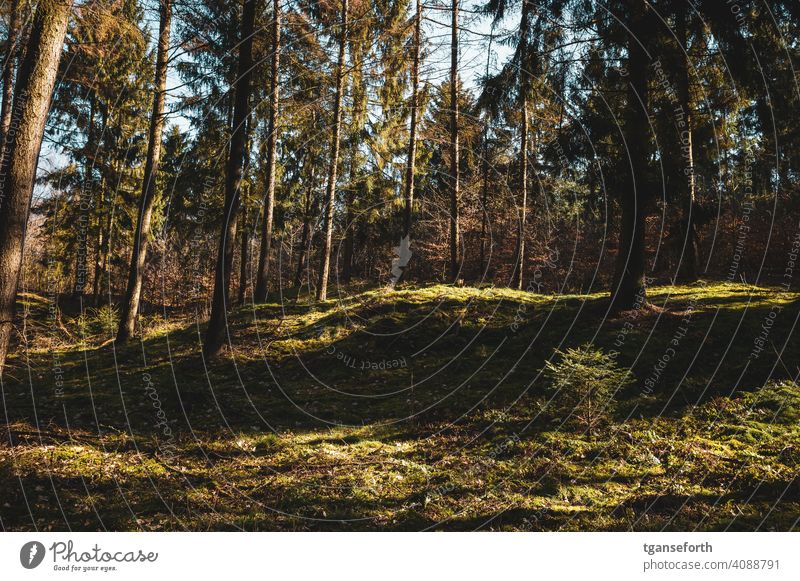 Licht im Wald Moos Außenaufnahme Farbfoto Umwelt Baum grün Tag Menschenleer Waldboden Sonnenlicht Landschaft Wachstum Winter Herbst natürlich ruhig schön Bäume