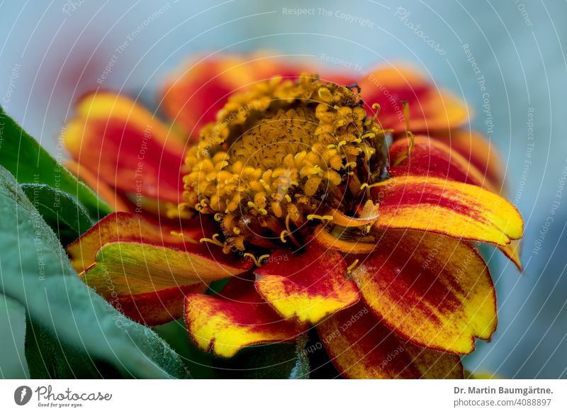 Zinnienhybride, Sommerblüher Züchtung Sorte Hybride Blütenstand Zierpflanze Asteraceae Korbblütler blühen Zinnia dekorativ Blume Gartenpflanze