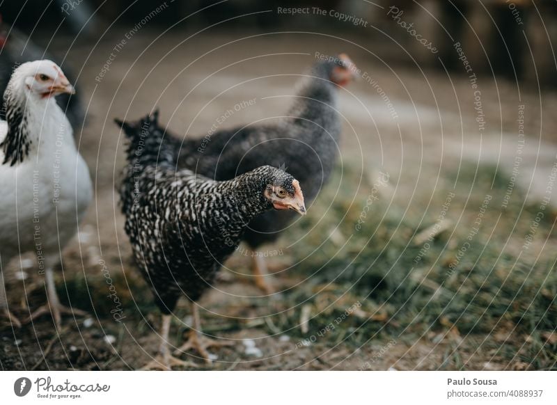 Nahaufnahme Hühner Hähnchen Federvieh Vogel Bauernhof Tier Außenaufnahme Haushuhn Hahn Schnabel Ackerbau Nutztier Farbfoto Bioprodukte Küken Tierporträt Natur