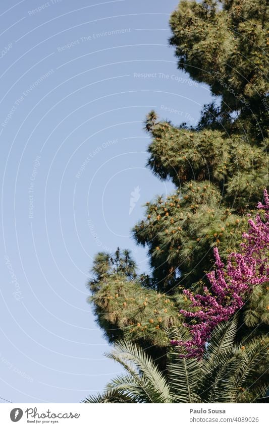 Bunte Bäume gegen den Himmel farbenfroh Baum grün im Freien Natur natürlich Wald schön Landschaft Umwelt Hintergrund Schönheit Textfreiraum Park Saison