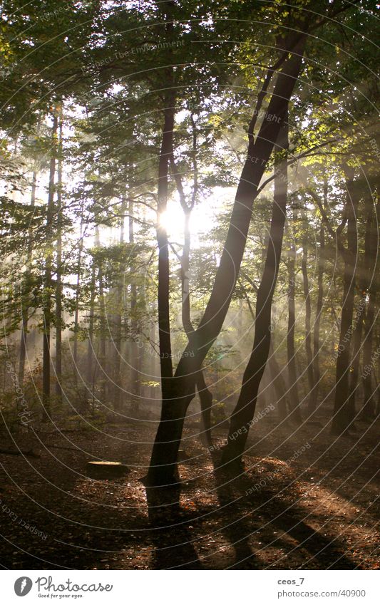 Sonnenschein im Wald (2) Natur