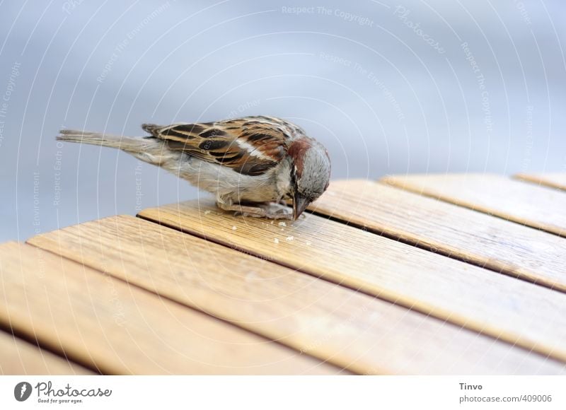 Spatze pickt Krumen von Holztisch Vogel 1 Tier füttern klein niedlich blau braun grau Krümel Essen Tisch Tischplatte picken Farbfoto mehrfarbig Außenaufnahme