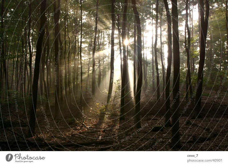 Sonnenschein im Wald Natur