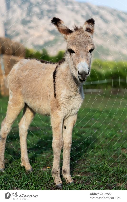 Ziege grasend im Feld Esel Landschaft Bauernhof Tier Ackerbau ländlich Natur Sommer Gras Wiese Rind Weide Dorf niedlich Spaß freundlich Säugetier heimisch Herde