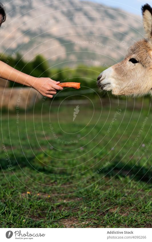 Junge Frau füttert Karotte für Esel im Feld füttern Gemüse Möhre Tier Landschaft Bauernhof Hand Ackerbau ländlich Natur Sommer Gras Wiese Rind Weide Dorf