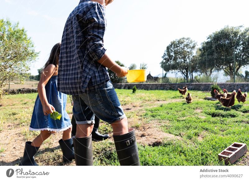 Kinder füttern Hühner auf dem Bauernhof Sommer Hähnchen ländlich niedlich Lebensmittel Ackerbau Tier Natur Federvieh Vogel Junge Mädchen Person Dorf Lifestyle