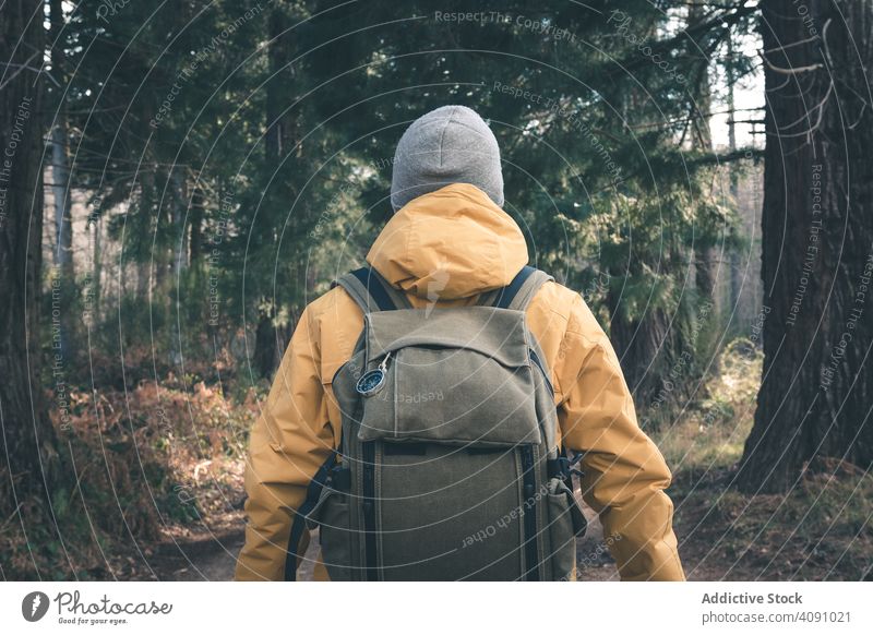 Unbekannter Reisender im Nadelwald Weg Wald Konifere Bäume Mann Rucksack sonnig tagsüber Stehen Natur Landschaft Ausflug Tourismus Abenteuer wandern Trekking