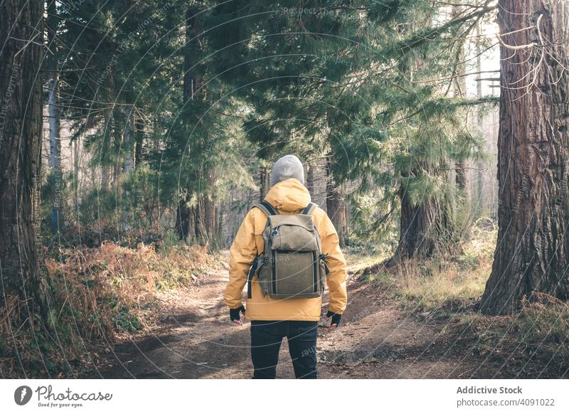 Unbekannter Reisender im Nadelwald Weg Wald Konifere Bäume Mann Rucksack sonnig tagsüber Stehen Natur Landschaft Ausflug Tourismus Abenteuer wandern Trekking