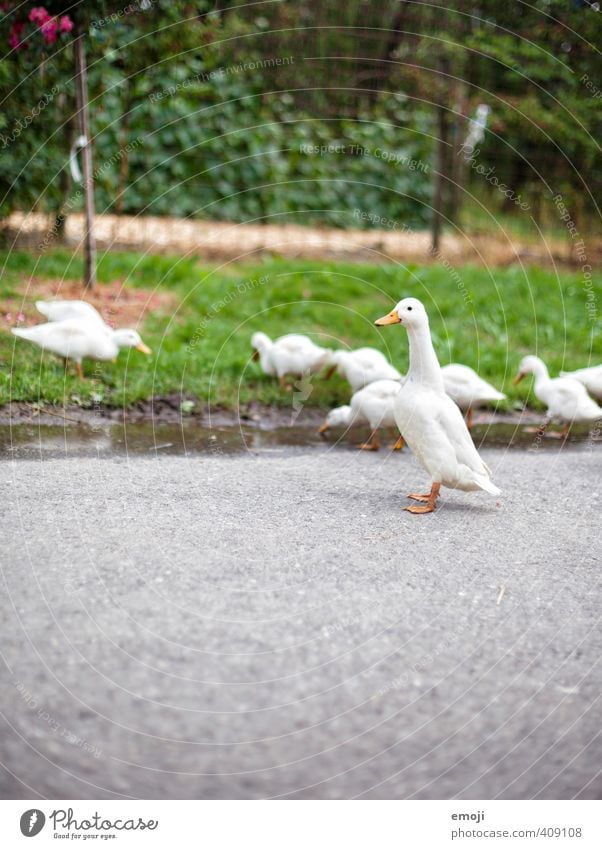 Gänse Umwelt Natur Pflanze Tier Nutztier Gans Tiergruppe Tierjunges natürlich Neugier niedlich Bauernhof Farbfoto Außenaufnahme Menschenleer Tag