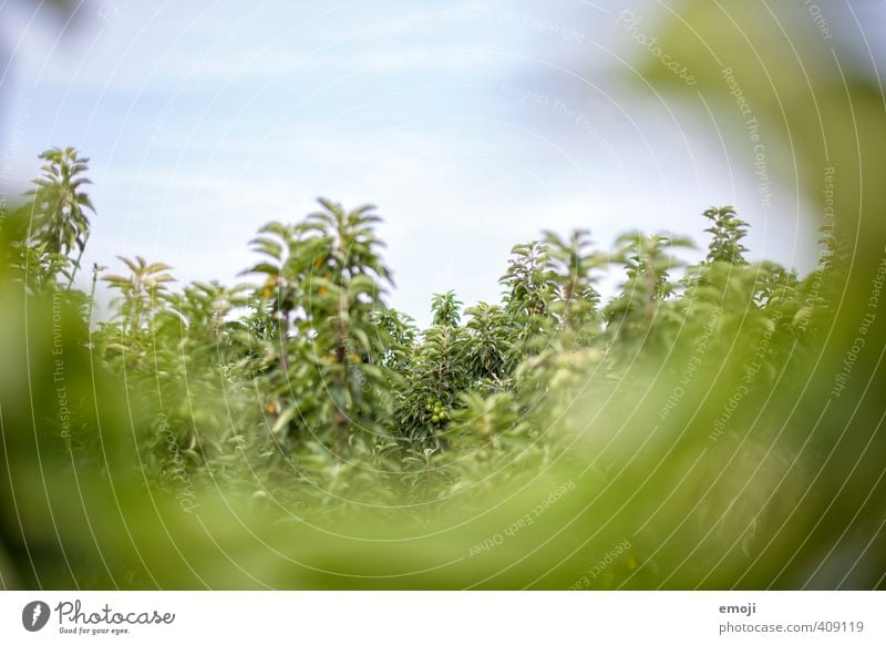 Obst Umwelt Natur Landschaft Pflanze Himmel Baum natürlich grün Landwirtschaft Obstbau Plantage Farbfoto Außenaufnahme Menschenleer Textfreiraum oben Tag