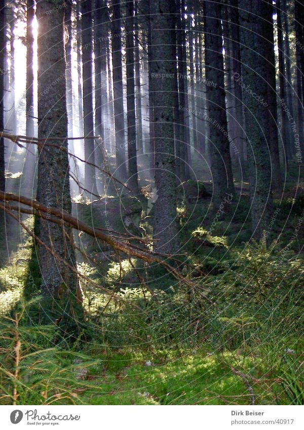 Licht und Schatten Wald Sonnenlicht Gras Baum Natur