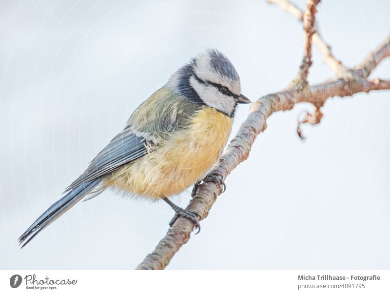 Blaumeise auf einem Zweig Cyanistes caeruleus Meisen Tiergesicht Kopf Auge Schnabel gefiedert Flügel Feder Krallen Vogel Wildtier Tierporträt Ganzkörperaufnahme