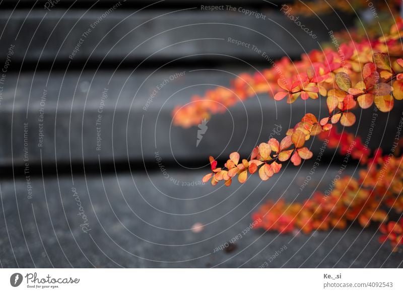 Berberitze Zweige Im Herbst vor der grauen Treppe Strauch rot orange Herbstfärbung Stufen aus Beton Natur Blatt Zweige u. Äste Farbfoto Außenaufnahme