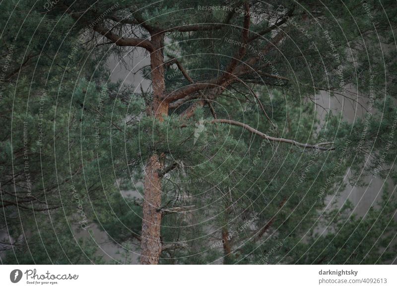 Kiefer Baumast grün grau beton neutra Außenaufnahme Farbfoto Tag Pflanze Menschenleer Natur Wald pinie pinus pine baumwald Landschaft Umwelt braun Holz Sommer