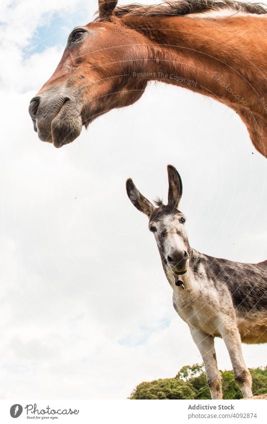 von unten Blick auf Ernte braunen Pferdekopf und Esel in einem bewölkten Hintergrund schön Ranch Sonnenlicht Natur Kastanie Weide Fauna Kamm Begleiter idyllisch