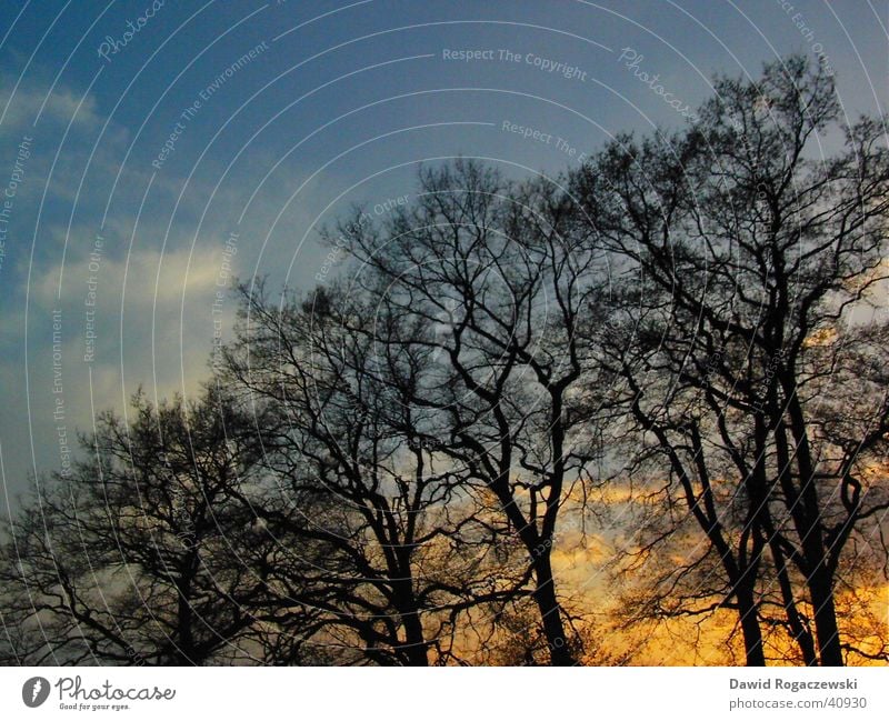 Frühlingsdämmerung Baum Dämmerung positiv diagonal Wolken schwarz Sonnenuntergang blau Himmel Natur Ast orange