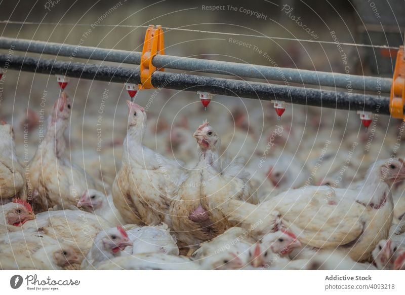 Geflügel in der Hühnerfarm Federvieh Hähnchen Bauernhof Pute füttern Spaziergang geräumig Haus beleuchtet Industrie Vogel Ackerbau Landwirtschaft Lebensmittel