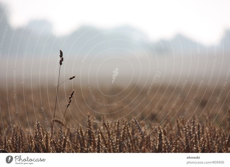 Ausreißer Landwirtschaft Forstwirtschaft Landschaft Nutzpflanze Getreide Getreidefeld Feld einzigartig Natur Wachstum Farbfoto Gedeckte Farben Außenaufnahme