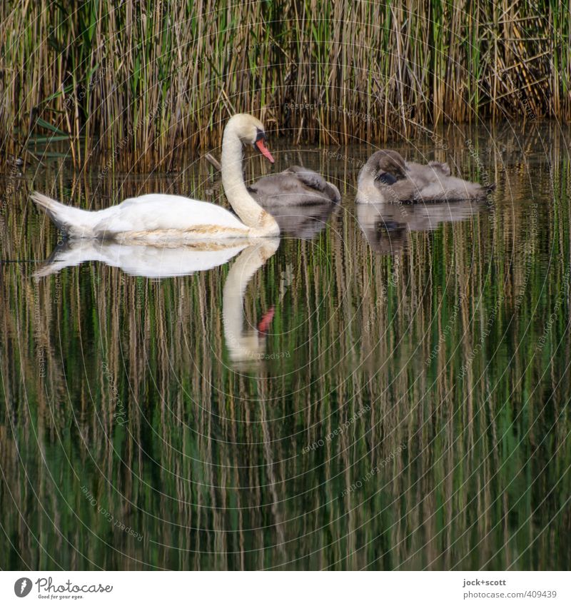 Schwäne groß und klein Pflanze Teich Wildtier Schwan 3 Tier Tierjunges schlafen Geborgenheit Romantik Wachsamkeit Leben Umwelt Röhricht Seeufer Lebensraum