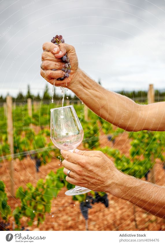 Männchen wringt Trauben auf einer Wiese aus Mann Weinberg drücken ringen reif saftig männlich stark Natur Ackerbau Ernte Bauernhof Weinbau Landwirt ländlich