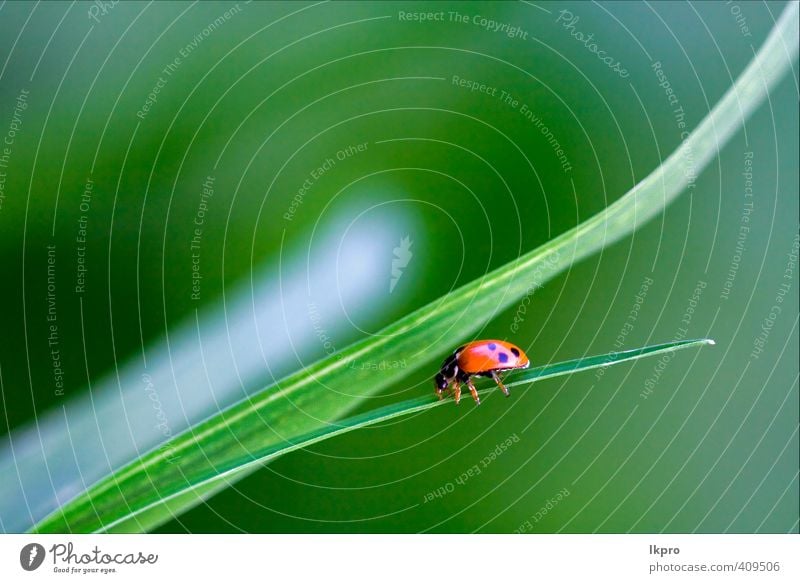 von wildem rotem Marienkäfer Coccinelli. Sommer Garten Natur Pflanze Blume Gras Blatt Weiche Pfote Linie Blühend braun grau grün schwarz weiß Farbe