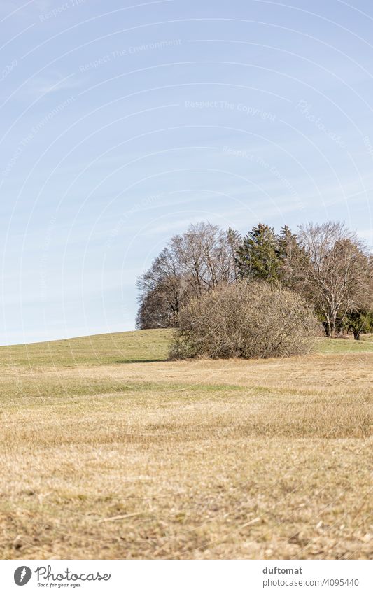 Landschaft mit Hügeln und Bäumen im Frühling, karg und hell Busch Sträucher Frühlinslandschaft Natur Menschenleer Außenaufnahme Umwelt Tag Baum grün Wald Wiese