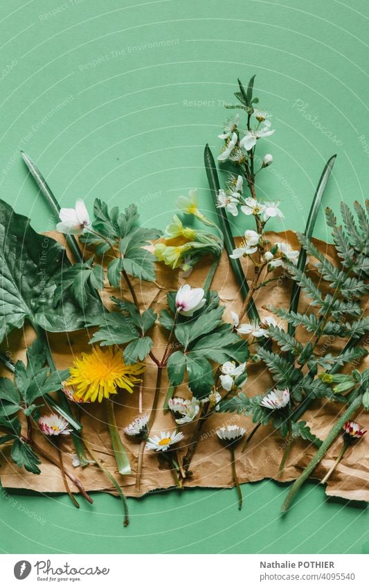 Florale Komposition auf Kraftpapier mit Frühlingsblumen Blume Blumen Natur Garten Frühlingstag Nahaufnahme Frühblüher Blüte Blühend Blütenpflanze Farbfoto