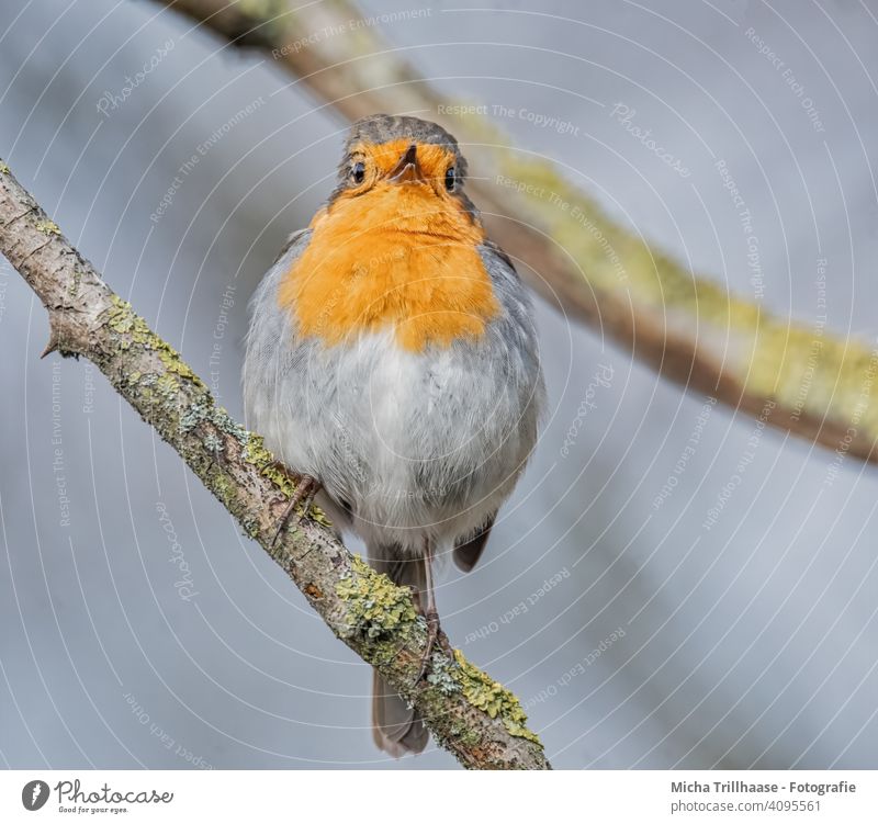 Rotkehlchen Porträt Erithacus rubecula Tiergesicht Federn Gefieder Schnabel Auge Beine Flügel Krallen Zweige u. Äste Vogel Wildvogel Wildtier Natur Nahaufnahme