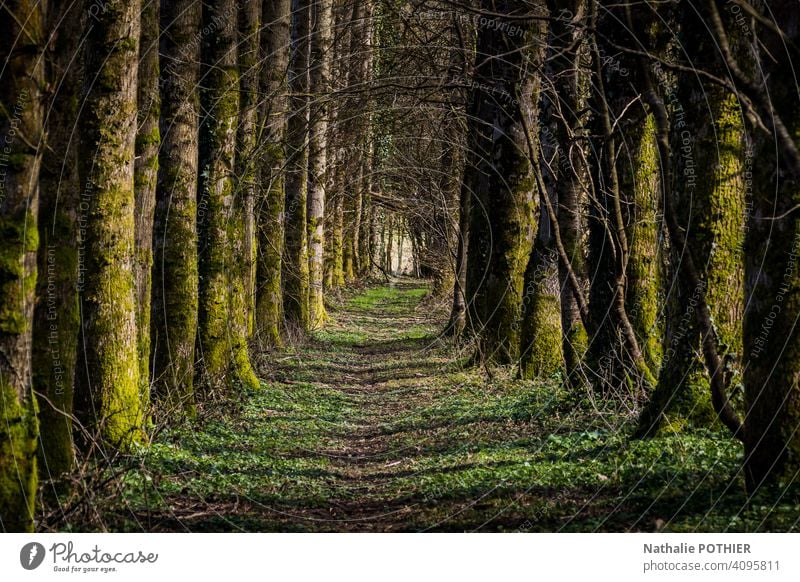 Pfad im Wald Weg Schneise Natur Bäume grün Außenaufnahme Baum Landschaft Farbfoto Pflanze Umwelt Menschenleer Schatten Tag Sonnenlicht Windstille Erholung