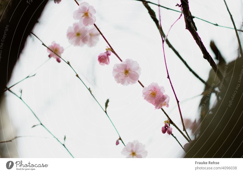 Zart rosa Kirschblüten - wie aufgefädelt zwischen zwei Ästen vor hellem Himmel zart aufgereiht Frühling Blüte Natur schön Schwache Tiefenschärfe