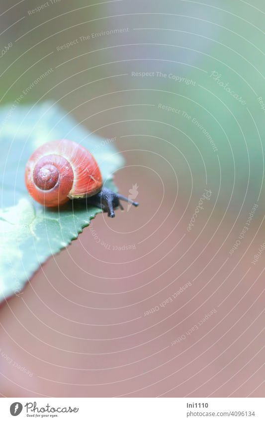 Kleine Schnecke mit rotem Häuschen sitzt am Blattrand Schneckenhaus Schneckenhaus klein Fühler Augen Kriechtier Schneckengehäuse Wildtier Garten