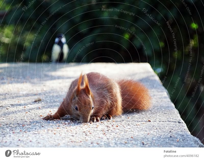 Heimlich klaut das Eichhörnchen das Vogelfutter. Doch die wachhabende Kohlmeise hat es schon entdeckt und schlägt alarm. Tier Natur niedlich Wildtier Farbfoto