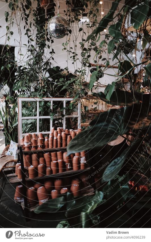 Geschäft mit vielen Pflanzen Mädchen Farbfoto Tag Topfpflanze Zimmerpflanze grün Natur Sukkulenten Dekoration & Verzierung Blätter Botanik Garten botanisch