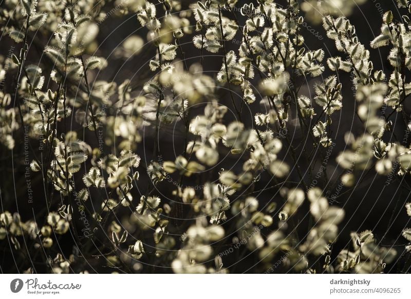 Blüten der Weide im Gegenlicht mit zauberhafter, fröhlicher Stimmung Salix Bruchweide Bienenweide Frühling Stimmungsvoll Baum Pflanze Weidenkätzchen