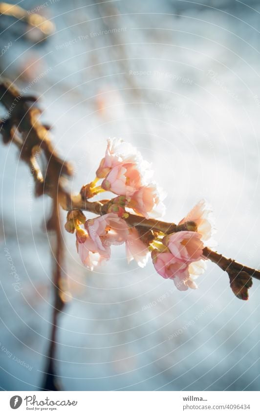 heute sind se uffjeplatzt! Blütenbaum Frühling Kirschblüte rosa Winterkirsche Schneekirsche Autumnalis Prunus subhirtella rosa Blüten Blütenzweig winter Blühend