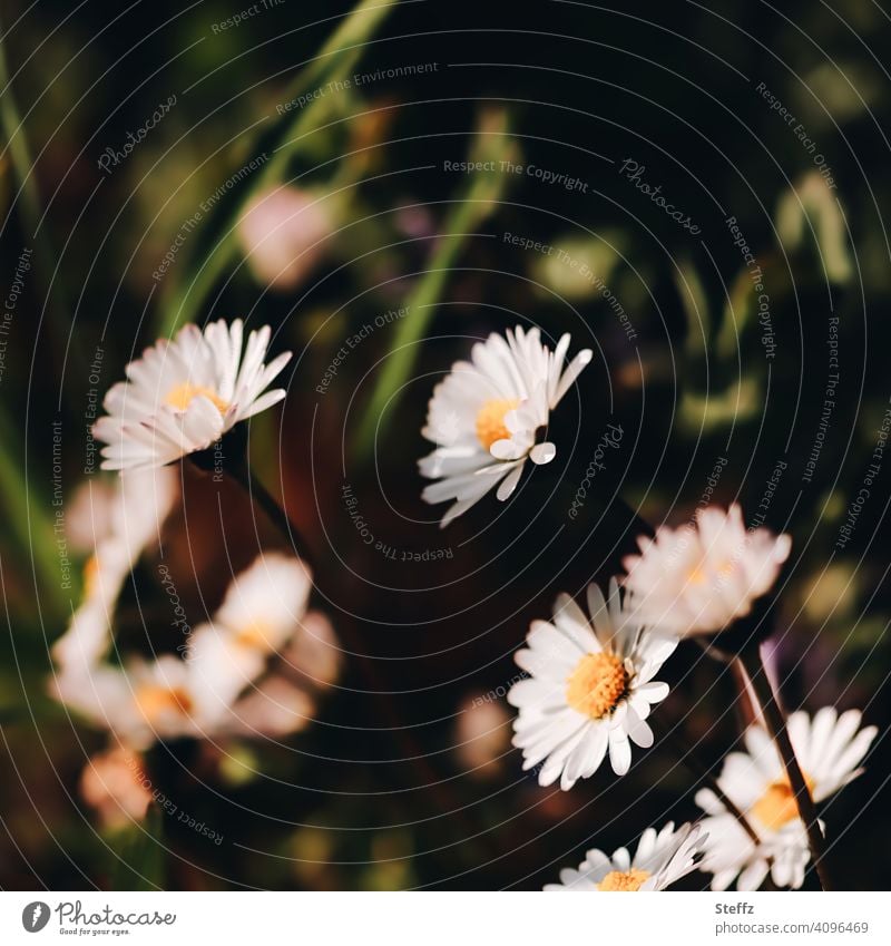 Gänseblümchen wenden sich dem Licht zu heimisch Bellis perennis Wiesenblümchen Wiesenblumen April Aprilblüte Blütezeit blühen Wildblumen Frühlingserwachen