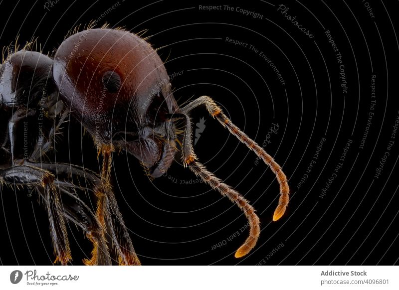 Dunkelbraune Ameise mit glänzendem Kopf und glänzenden Beinen fliegen Insekt Bauch Antenne Tierwelt Makro Wanze Natur Farbe klein schwarz Fliege Detailaufnahme