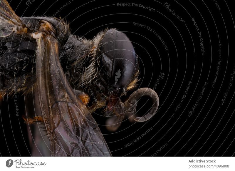 Bedrohliches schwarzes Fluginsekt mit durchsichtigen Flügeln Fliege Insekt bedrohlich Kopf Auge Makro Natur Detailaufnahme Vergrößerung haarig Parasit Fokus