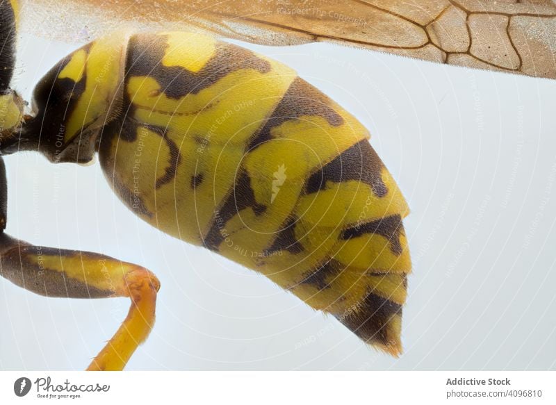 Nahaufnahme Seitenansicht gelbe fliegende Wespe Klappbeine Fliege Kopf Auge Makro Natur Insekt Detailaufnahme Vergrößerung Wanze haarig Parasit Fokus gestreift