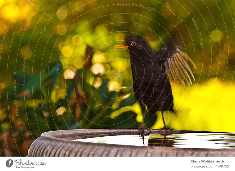 Amselhahn startet vom Rand einer Vogeltränke Umwelt Natur Tier Sommer Schönes Wetter Tiergesicht Flügel 1 Wasser Schwimmen & Baden fliegen gelb grün orange