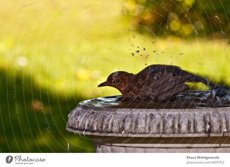 Amselweibchen badet in der Vogeltränke, Umwelt Natur Tier Wasser Wassertropfen Garten Wiese Wildtier Turdus merula 1 Schwimmen & Baden feminin braun Farbfoto